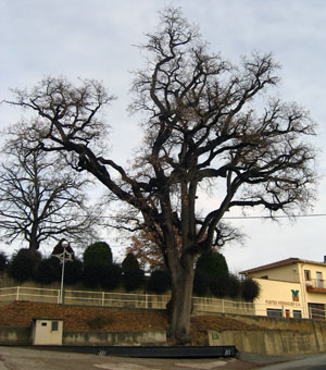 Roure de la Creu d'Arç Roure de la Creu d'Arç