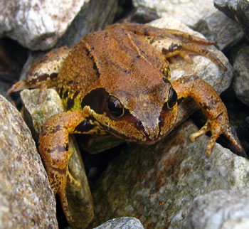 Rana Temporaria