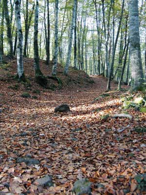 Fageda d'en Jordà Fageda d'en Jordà