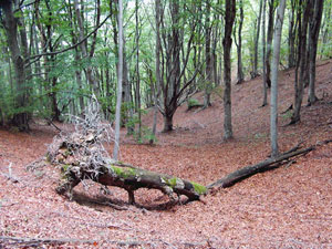 Roc de Frausa