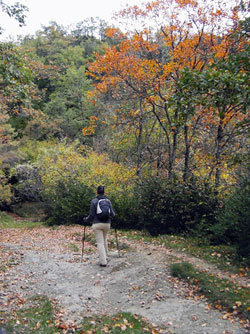 Caminant pel bosc Caminant pel bosc