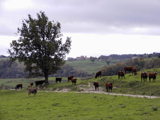 Camí de Falgars d'en Bas Camí de Falgars d'en Bas