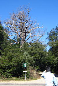 Roure Socablanc
