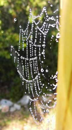 Teranyina