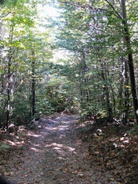 Fageda en el camí de pujada