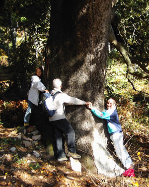 Alzina de la Coma Alzina de la Coma