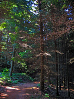 Bosc