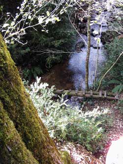 Als peus del roure