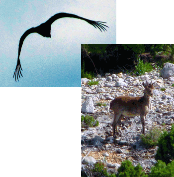 Fauna dels Ports Fauna dels Ports
