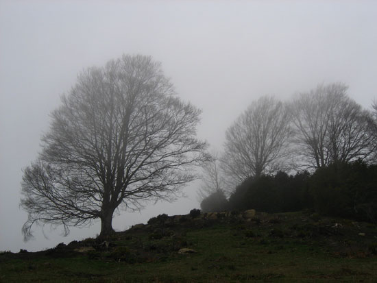 Arbres entre la broma Arbres entre la broma