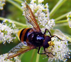 Volucella Zonaria
