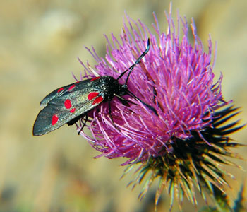 Zygaena filipendulae