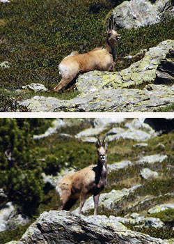 Isards Isards